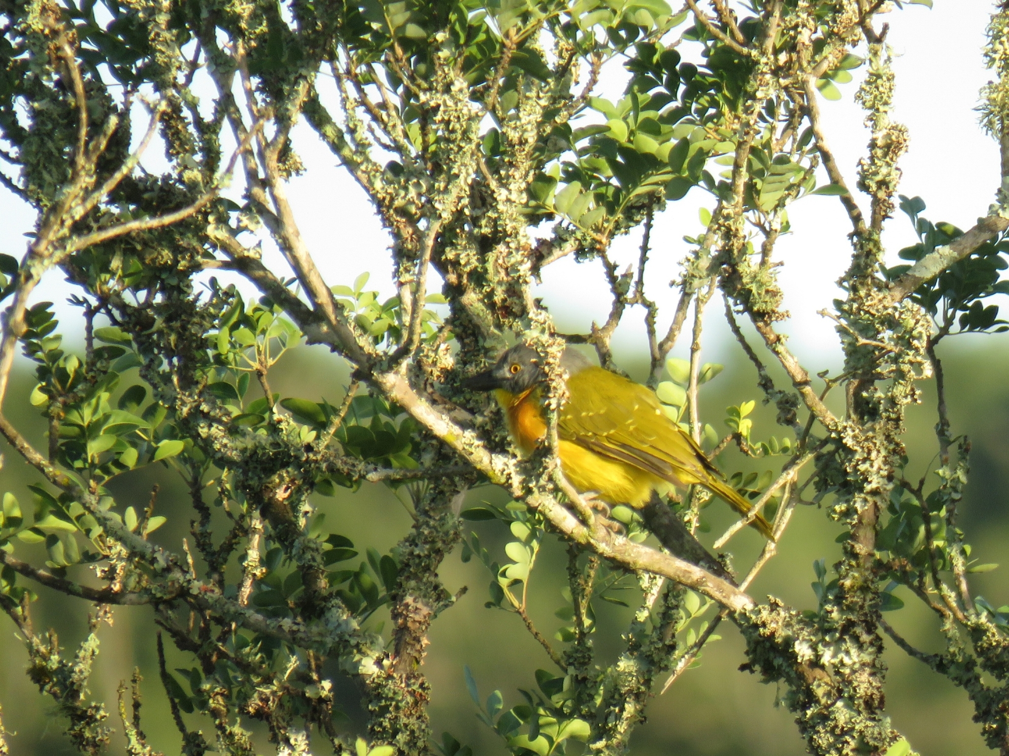 Grey-headed Bushshrike illustration