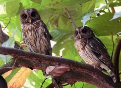 Strix virgata