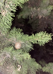 Cupressaceae