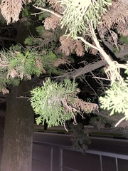Cupressaceae