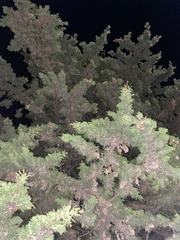 Cupressaceae
