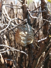 Tenodera sinensis