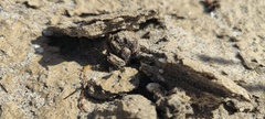 Aphyllon cooperi cooperi