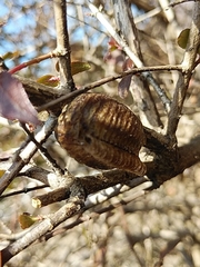 Hierodula patellifera patellifera