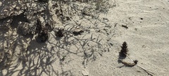 Aphyllon cooperi cooperi