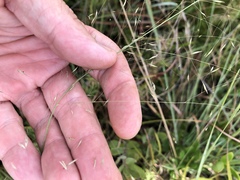 Muhlenbergia expansa