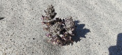 Aphyllon cooperi cooperi