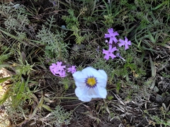 Nierembergia linariifolia