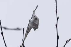 Callosamia promethea