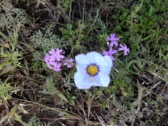 Nierembergia linariifolia