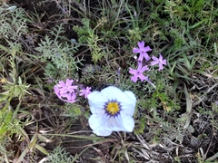 Nierembergia linariifolia