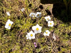 Nierembergia linariifolia