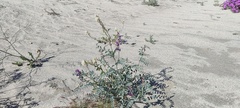 Astragalus lentiginosus borreganus