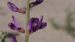 Astragalus lentiginosus borreganus