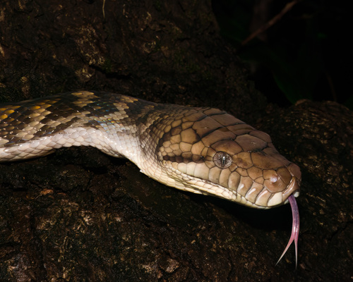 Australian Scrub Python sighting