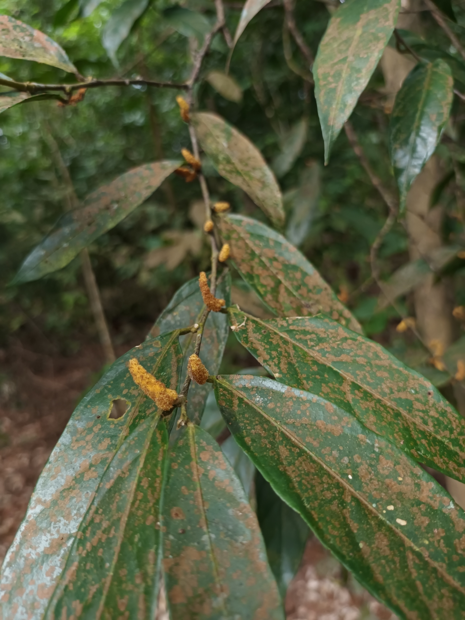 Aporosa frutescens