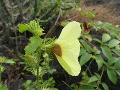 Hibiscus hispidissimus