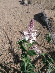 Aloysia scorodonioides