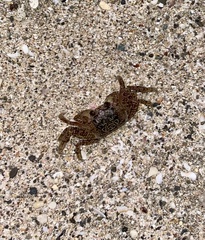 Ocypode occidentalis