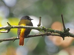 Myiotriccus ornatus