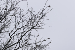 Callosamia promethea