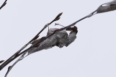 Callosamia promethea