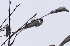 Callosamia promethea