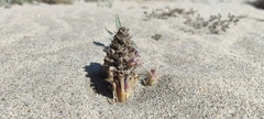 Aphyllon cooperi cooperi