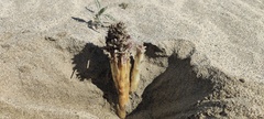Aphyllon cooperi cooperi