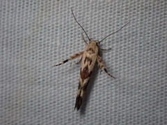 Stathmopoda melanochra