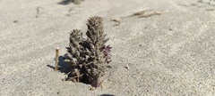 Aphyllon cooperi cooperi