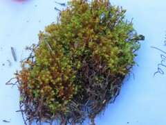 Vinealobryum vineale