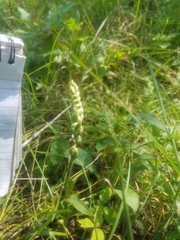 Spiranthes ovalis erostellata