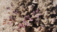 Aphyllon cooperi cooperi