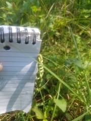 Spiranthes ovalis erostellata