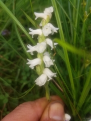 Spiranthes arcisepala