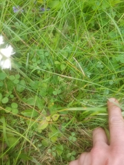Spiranthes arcisepala