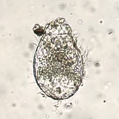 Euglypha