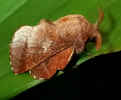 Phyllodesma occidentis