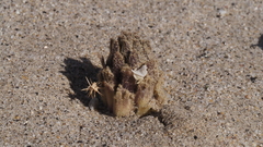 Aphyllon cooperi cooperi