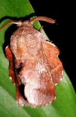 Phyllodesma occidentis