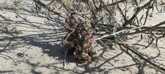 Aphyllon cooperi cooperi