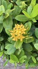 Ixora