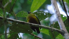 Euphonia gouldi