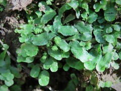 Targionia hypophylla