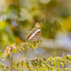 Adelpha fessonia