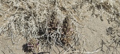 Aphyllon cooperi cooperi