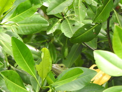 Iguana iguana