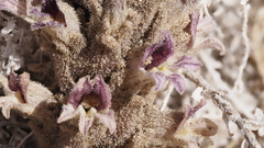 Aphyllon cooperi cooperi