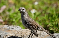 Mimus gundlachii